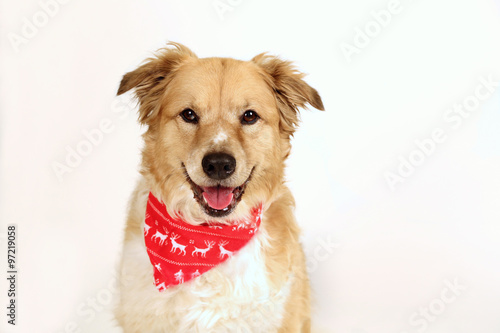 Cute Texas Dog wearing festive red Holiday Season bandana