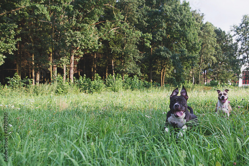 Dogs running on green field