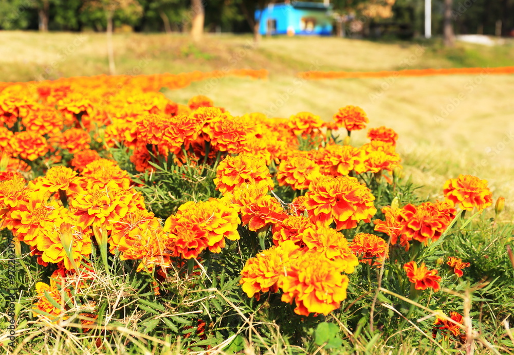 Orange flowers in a park