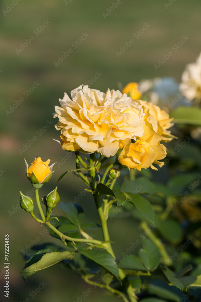 Yellow Rose on the Branch in the Garden Yellow Rose on the Branch in the Garden