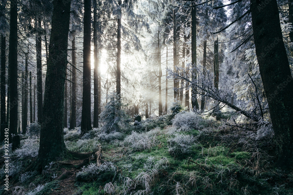 Obraz premium Winterzauber im Wald
