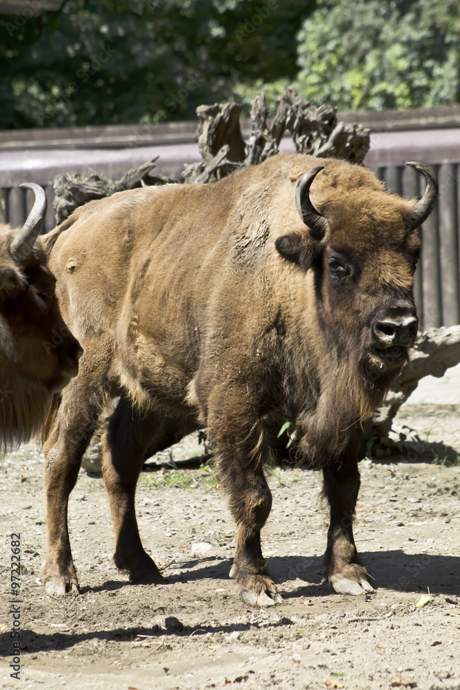 Zoo buffalo 