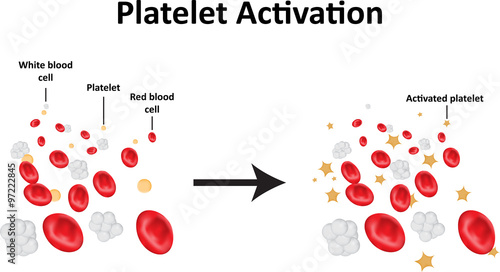 Fotografie Platelet Activation