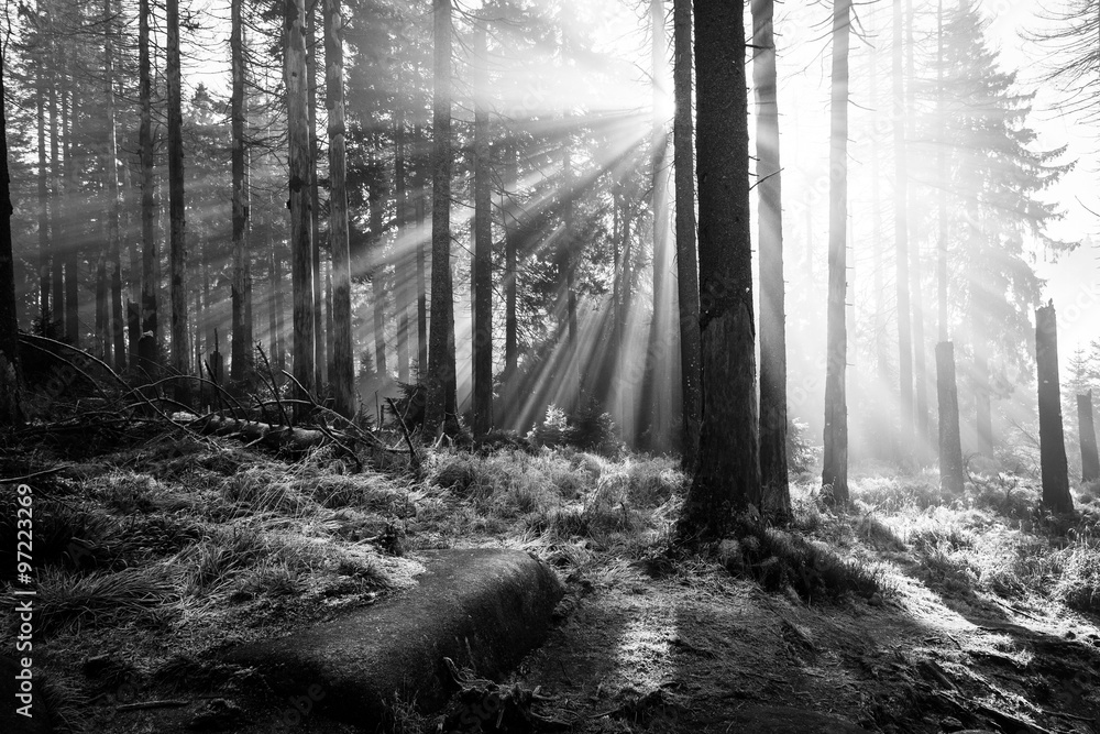 Fototapeta premium Lichtstrahlen im Wald - monochrom