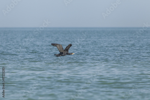 Cormorano vola ad ali spiegate sopra la superfice del mare photo