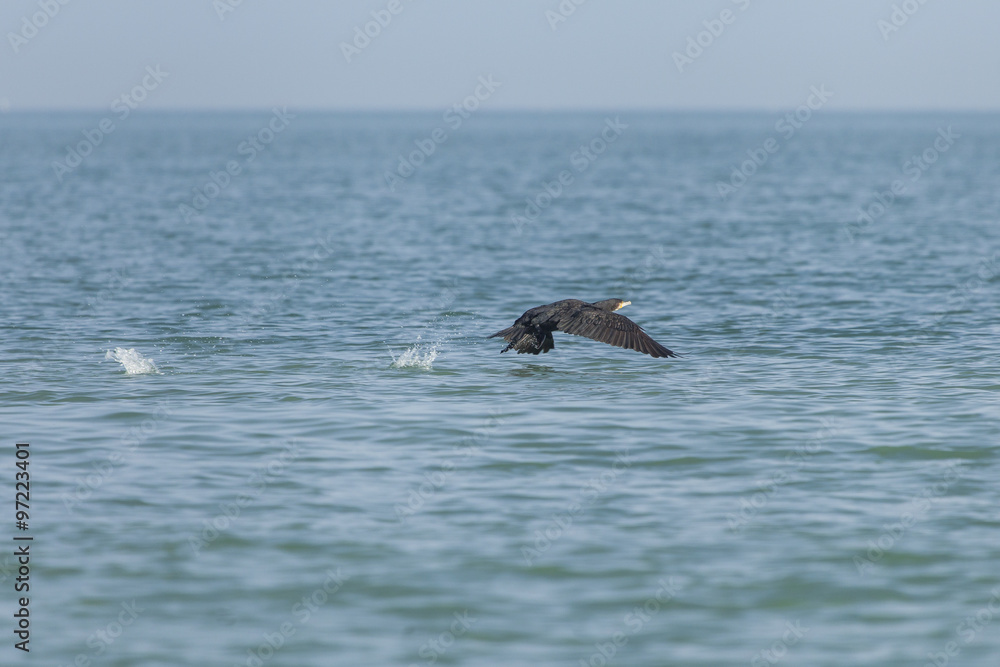 Fototapeta premium Cormorano vola sul pelo dell'acqua producendo schizzi