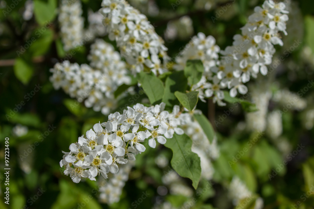 Branches with blooming white flowers Branches with blooming white flowers