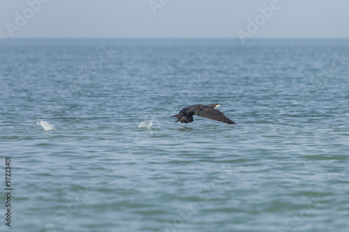 Cormorano vola sul pelo dell'acqua producendo schizzi © nnerto