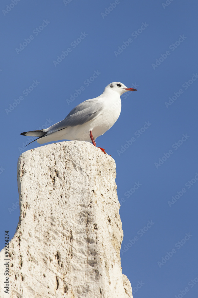Gabbiano riposa sopra una roccia. Sfondo blu del cielo Gabbiano riposa sopra una roccia. Sfondo blu del cielo