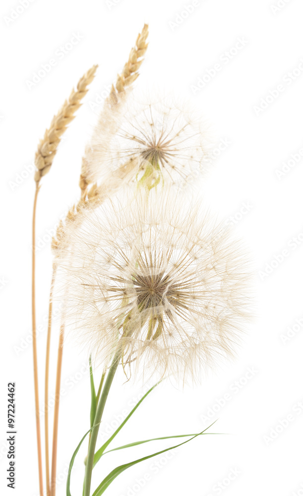 Yellow ears and dandelions.