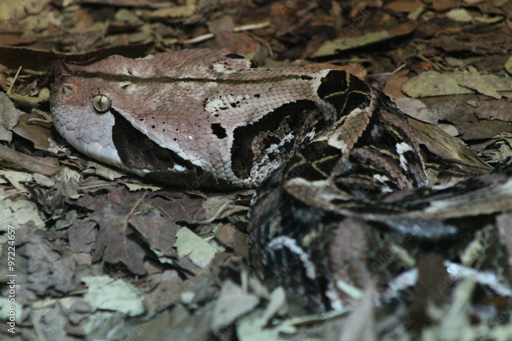 Obraz premium Snake in camouflage