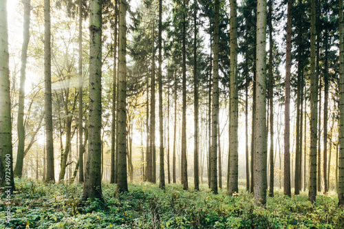 Morgenschein im Wald