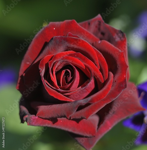 deep secret rose photo