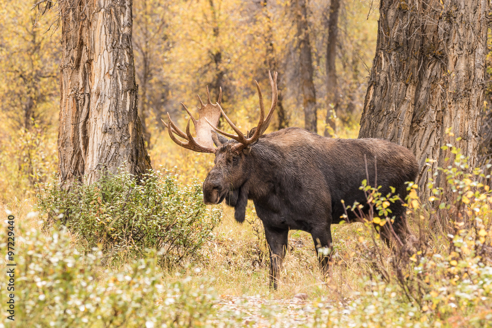 Bull Moose in Autumn Bull Moose in Autumn