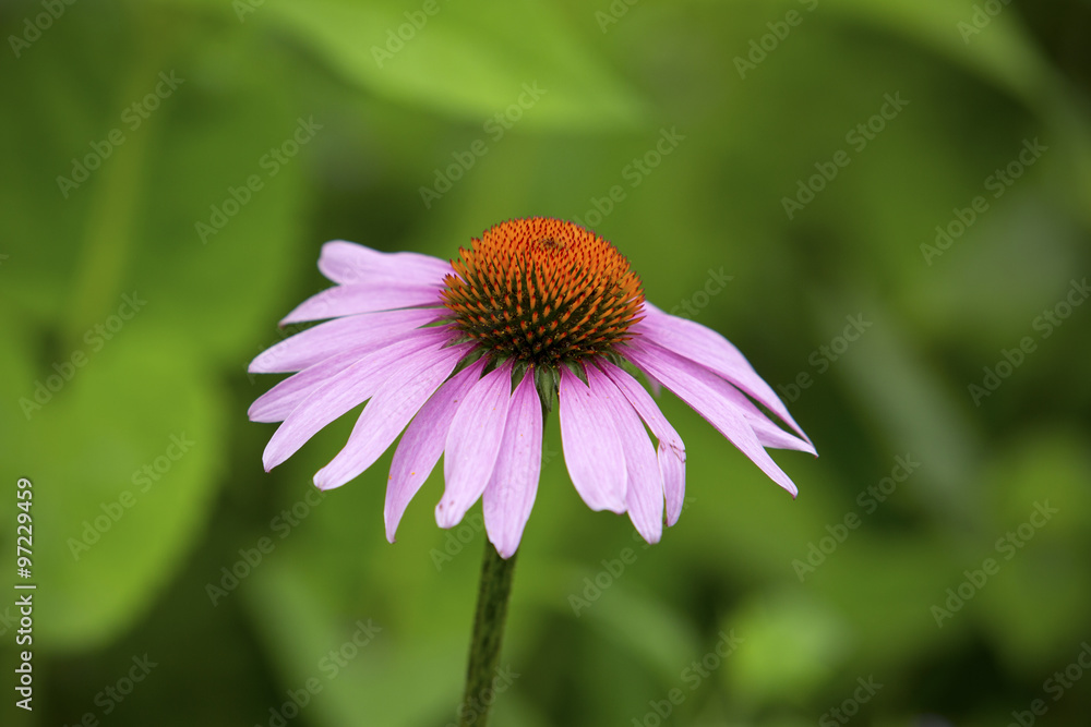 Single purple coneflower, with lavender rays and orange discs, growing in a meadow in Vernon, Connecticut. Single purple coneflower, with lavender rays and orange discs, growing in a meadow in Vernon, Connecticut.