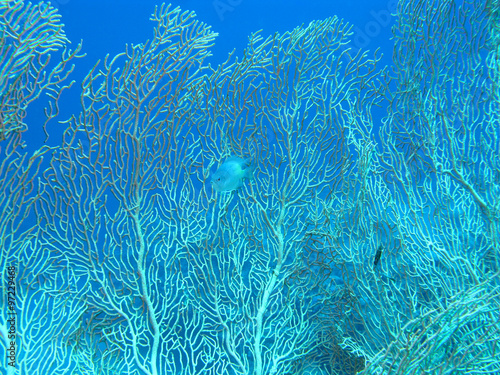 Coral reef with gorgonian in tropical sea , underwater