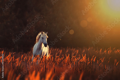 white horse run forward #97229630