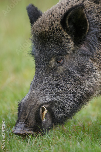 Male boar  up close