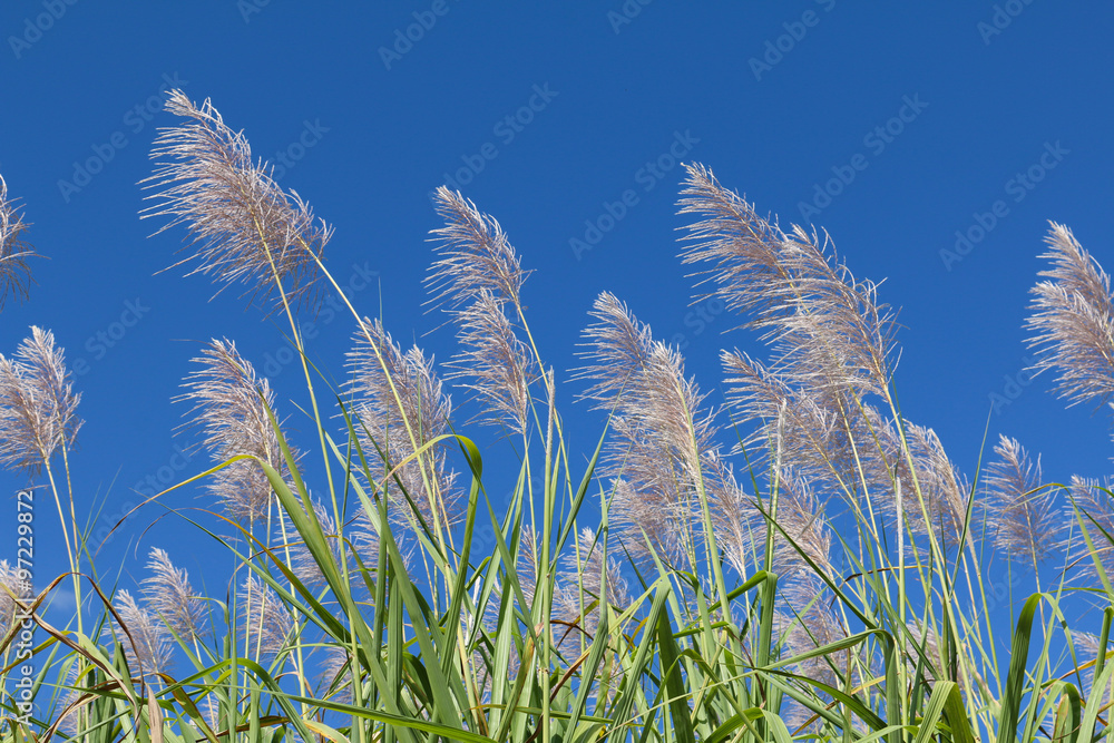 Obraz premium Sugar cane flower Sunrise,Beauty blue sky and clouds in daytime in Thailand