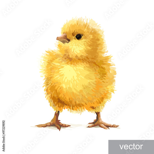 Easter realistic little chicken illustration. Vector.
