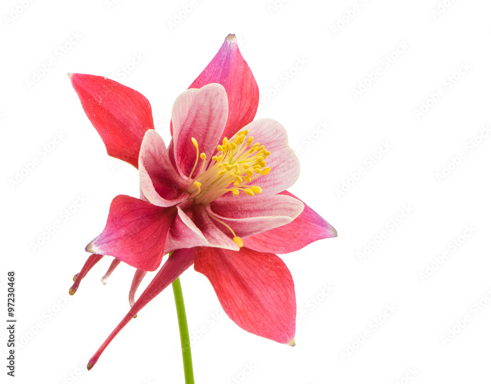 Isolated blossom of Columbine flower