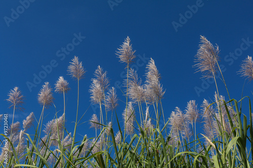 Sugar cane flower Sunrise,Beauty blue sky and clouds in daytime in Thailand