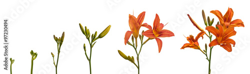 Fotografija Stages of growth and flowering orange daylily on a white backgro