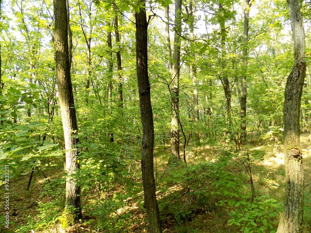 Fototapeta premium Deciduous forest