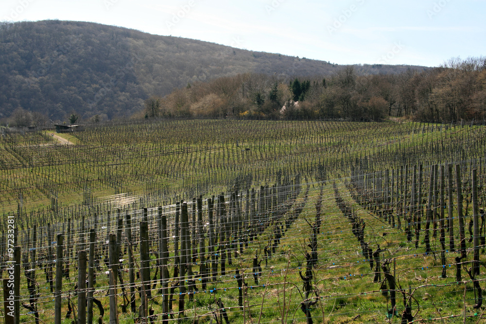 weinanbau winterlich ahrtal weinbaugebiet weinanbau winterlich ahrtal weinbaugebiet