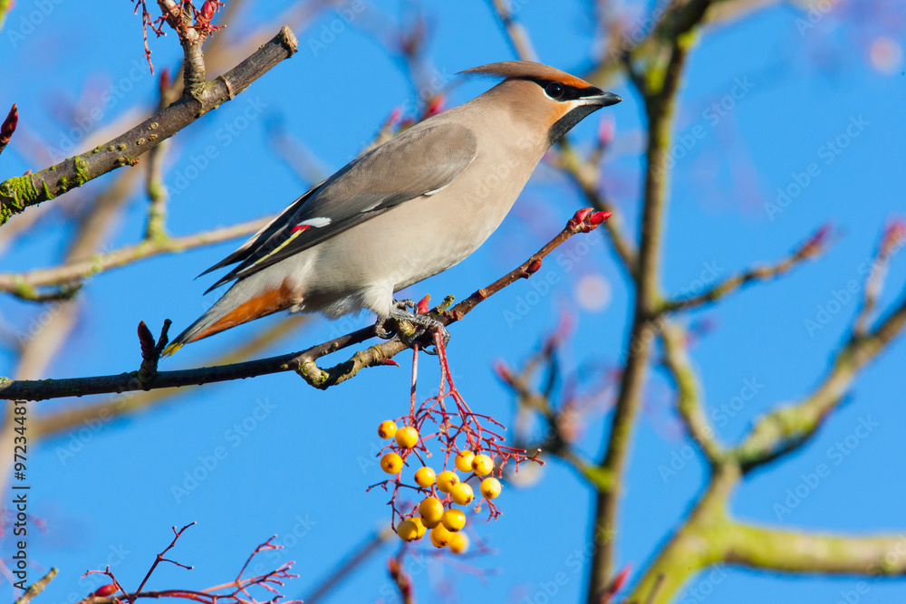 Fototapeta premium Waxwing