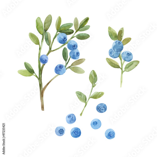 Blueberry. Hand drawn watercolor vector illustration, sketch. Elements for design