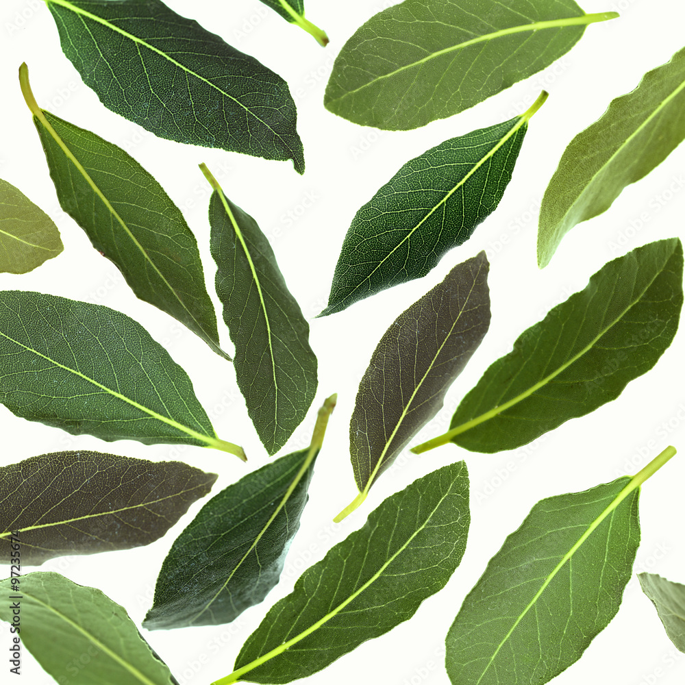 Fresh green bay leaves, isolated on white Fresh green bay leaves, isolated on white