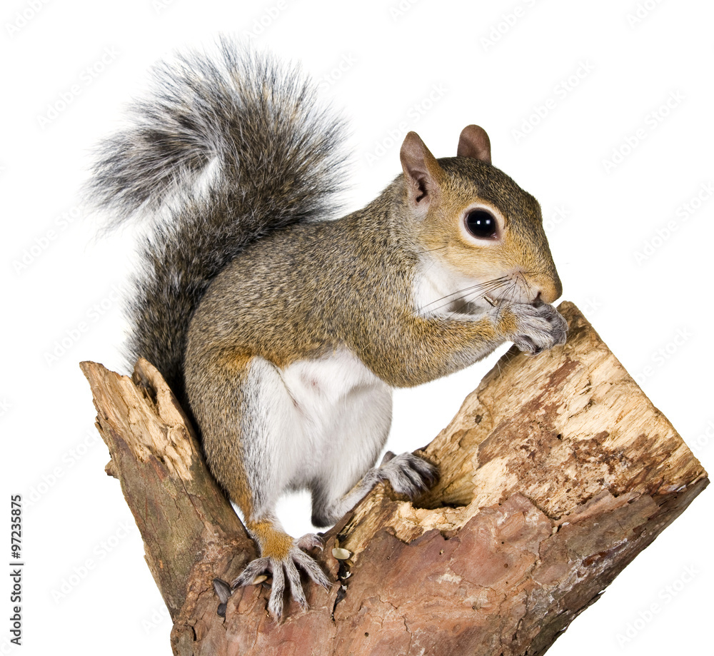 Squirrel on a bough of a tree is sunflower seeds Squirrel on a bough of a tree is sunflower seeds