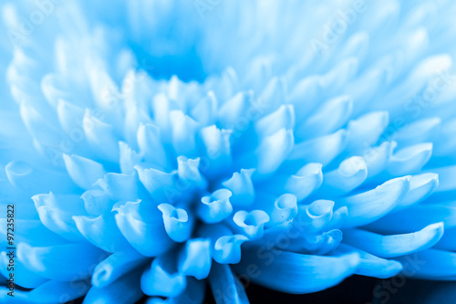 Beautiful blue chrysanthemum flower, close-up