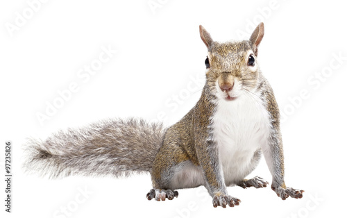 Young squirrel seeds on a white background