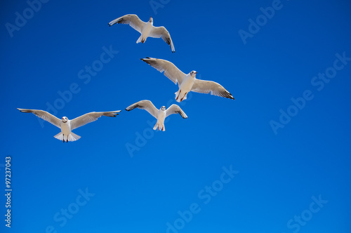 seagull