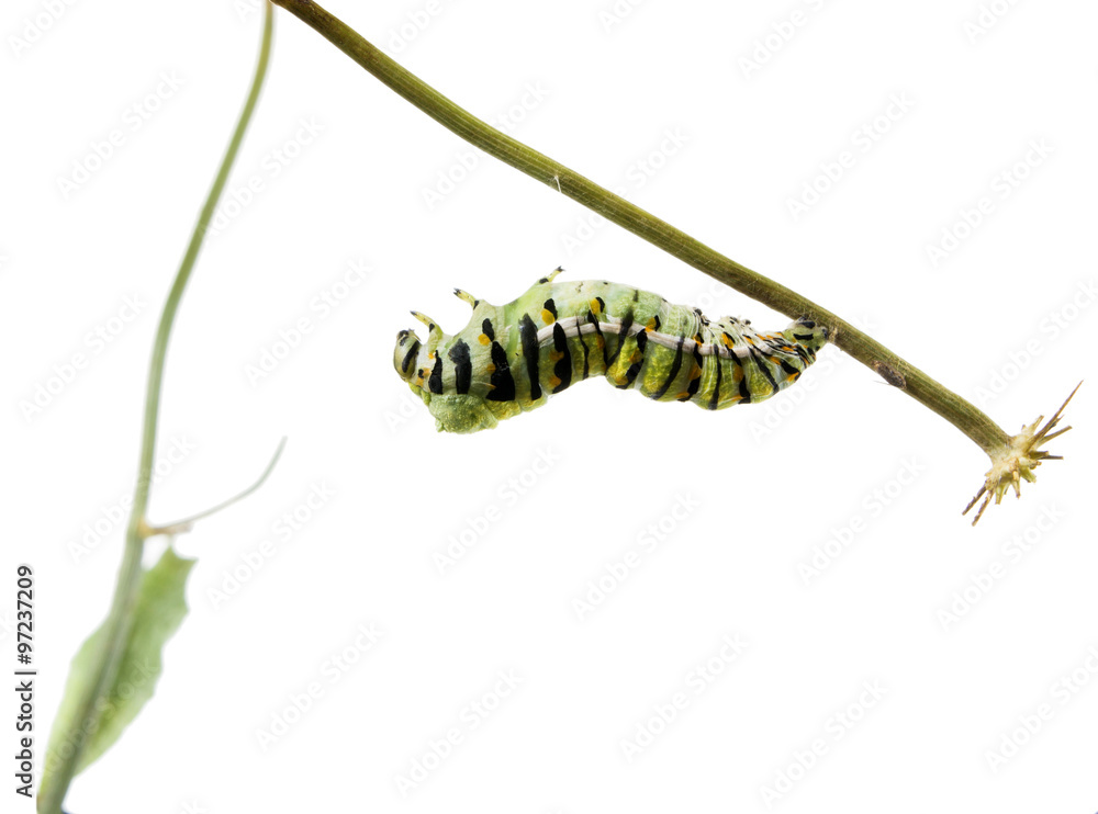 Fototapeta premium Caterpillar Butterfly Eastern Black Swallowtail (Papilio polyxen
