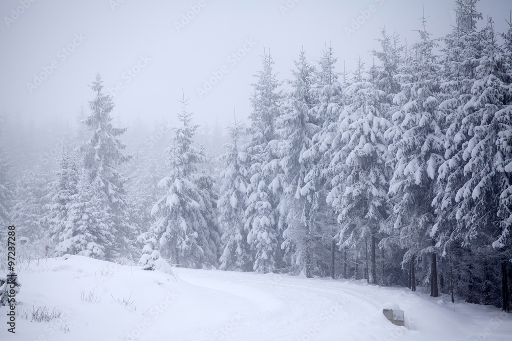 Fototapeta Winter landscape with snowy fir trees