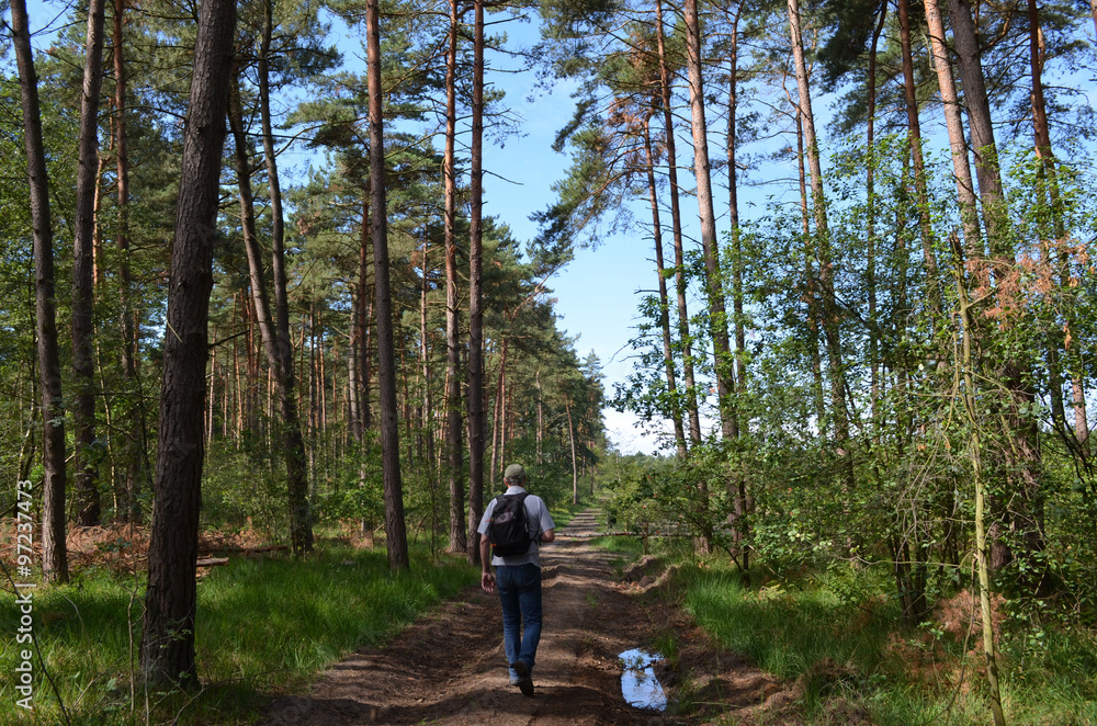Fototapeta premium Man walking on trail in pine forest