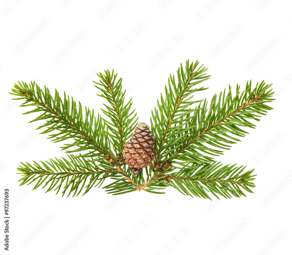 Pine tree sprig with cone isolated on white background Pine tree sprig with cone isolated on white background