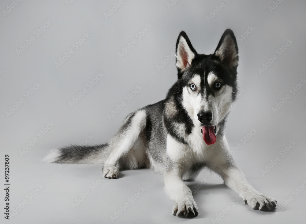 Fototapeta premium Young Husky laying on grey background
