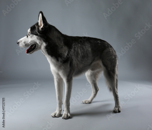 Young Husky on grey background