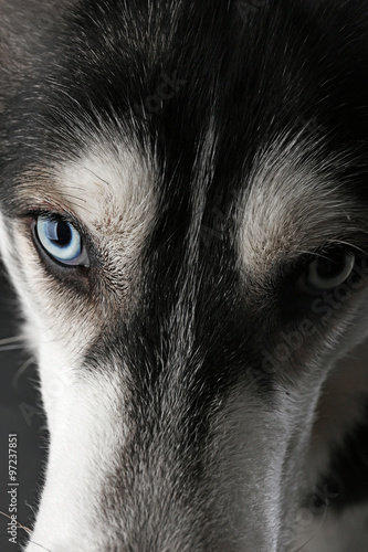 Portrait of young Husky