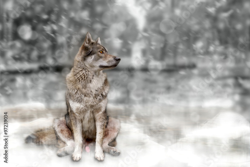Wolf/Wolf sitting on snow background.