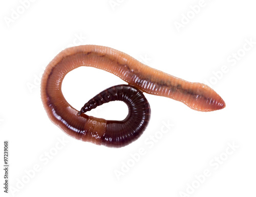 Canadian fishing worm on a white background
