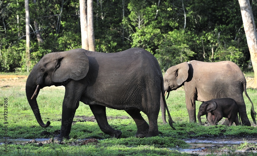 Fototapeta premium The elephant calf and elephant cow The African Forest Elephant, Loxodonta africana cyclotis. At the Dzanga saline (a forest clearing) Central African Republic, Dzanga Sangha