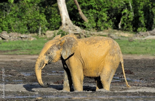 The African Forest Elephants  Loxodonta africana cyclotis   of Congo Basin. At the Dzanga saline  a forest clearing  Central African Republic  Sangha-Mbaere  Dzanga Sangha    