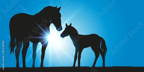 CHEVAL Poulain