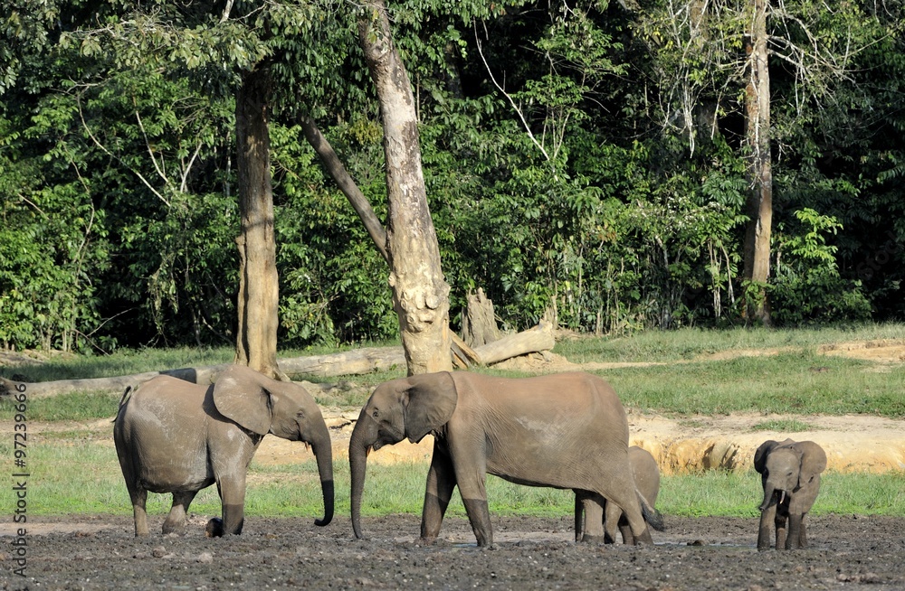 The elephant calf and elephant cow The African Forest Elephant, Loxodonta africana cyclotis. At the Dzanga saline (a forest clearing) Central African Republic
The elephant calf and elephant cow The African Forest Elephant, Loxodonta africana cyclotis. At the Dzanga saline (a forest clearing) Central African Republic