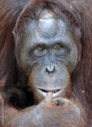 Orangutan Portrait. A portrait of the young orangutan on a nickname Ben. Close up at a short distance. Bornean orangutan (Pongo pygmaeus) in the wild nature. © Uryadnikov Sergey
